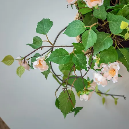 Ninfea Dream Appartamento *